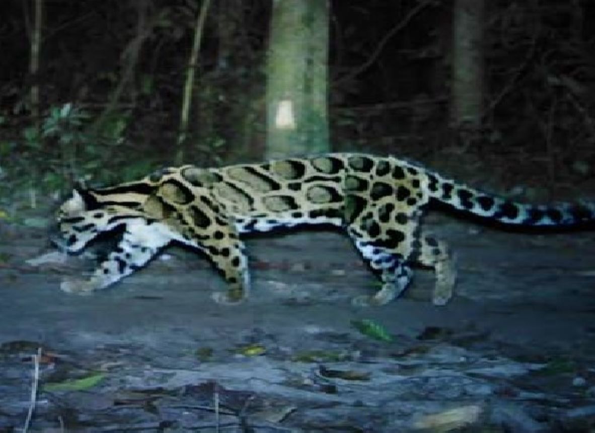 India launched the Clouded Leopard Conservation Action Plan marking International Clouded Leopard Day
